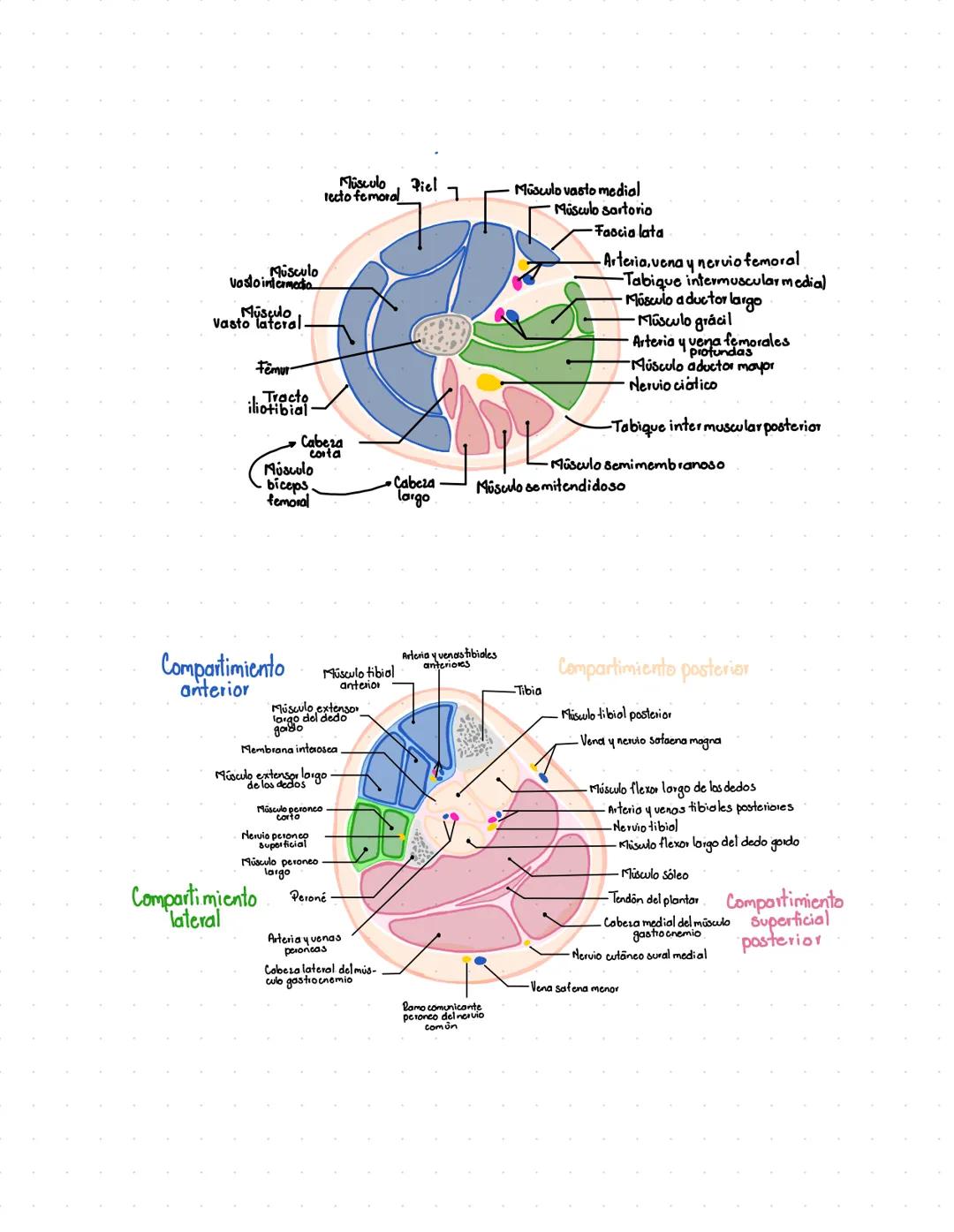 # oppusculos del musio
Compartimiento
anterior
Músculo psoas
mayor
Músculo psoas
menor
Músculo ilíaco
Músculo iliopsoas
Músculo pectinc