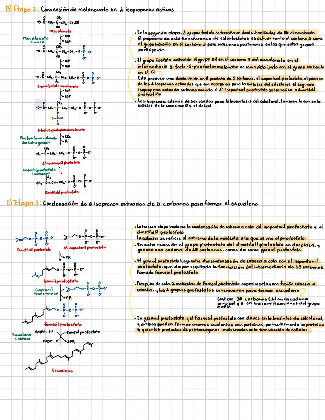 Se da en el heticulo
Endoplasmático
# Diosintesis de Colesterol
2 formas de obtener colesterol
Vía exogena
Elintestino absorbe el
coles