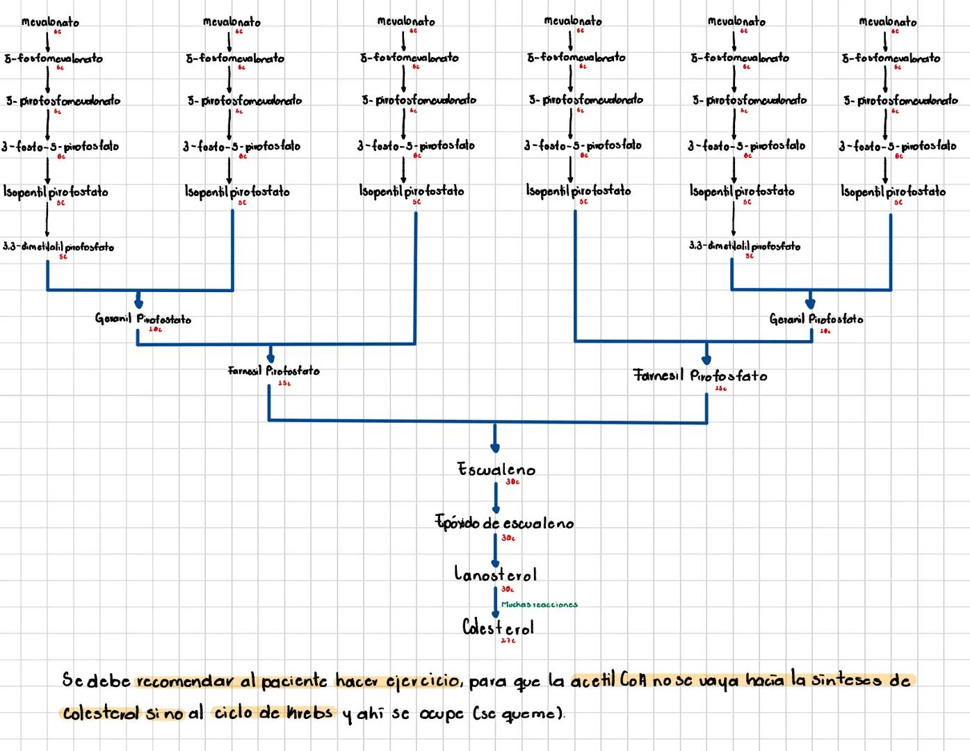 Se da en el heticulo
Endoplasmático
# Diosintesis de Colesterol
2 formas de obtener colesterol
Vía exogena
Elintestino absorbe el
coles