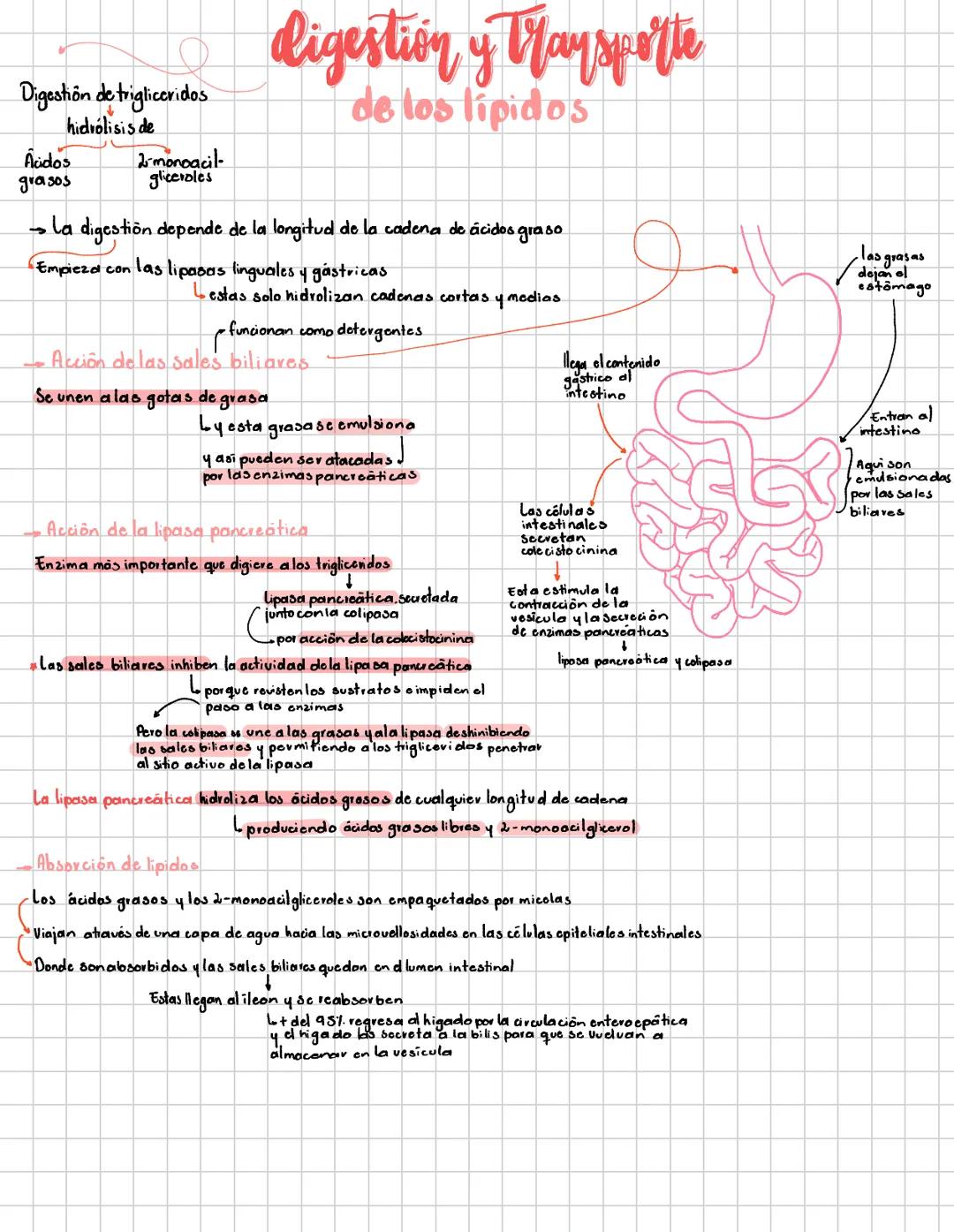 # Digestión de trigliceridos
hidrólisis de
Acidos
grasos
2-monoacil-
gliceroles
digestión y Traysporte
de los lipidos
→la digestion depen