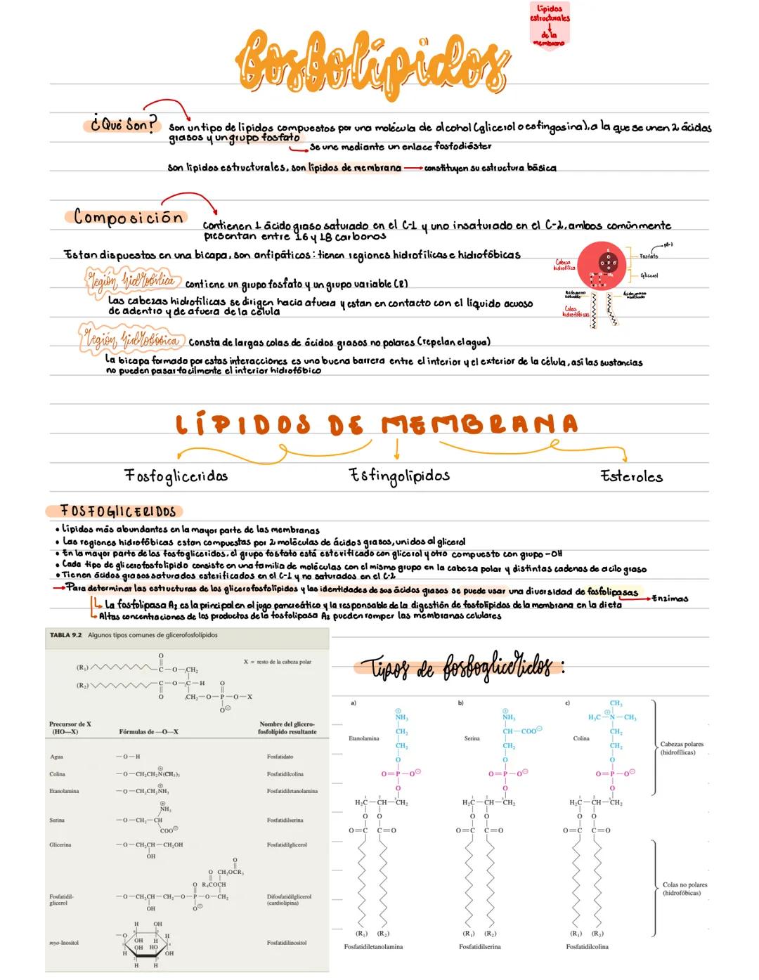 # DEFINICIÓN
Grupo heterogeneo de compuestos
orgánicos, constituidos por
Carbono, Hidrogeno y Oxigeno
principalmente.
# CARACTERÍSTICAS:
•