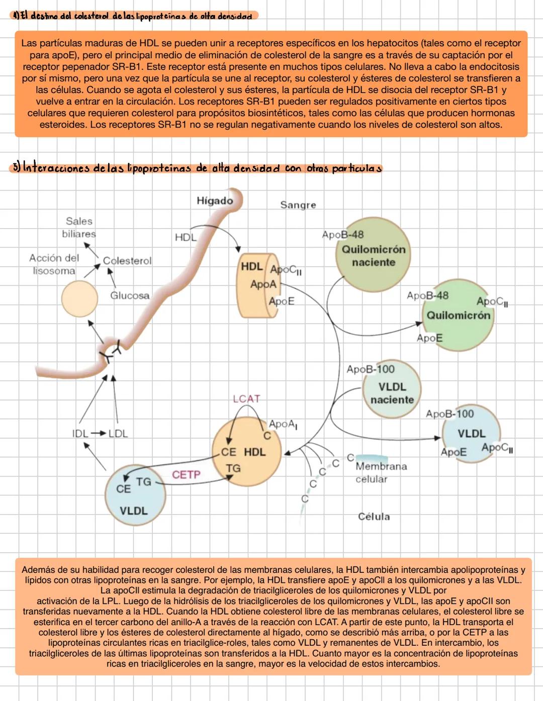 # lipoproteiyas
- INTRODUCCIÓN
Las lipoproteinas del plasma son complejas, en los cuales los lipidos y las proteinas están en una relació