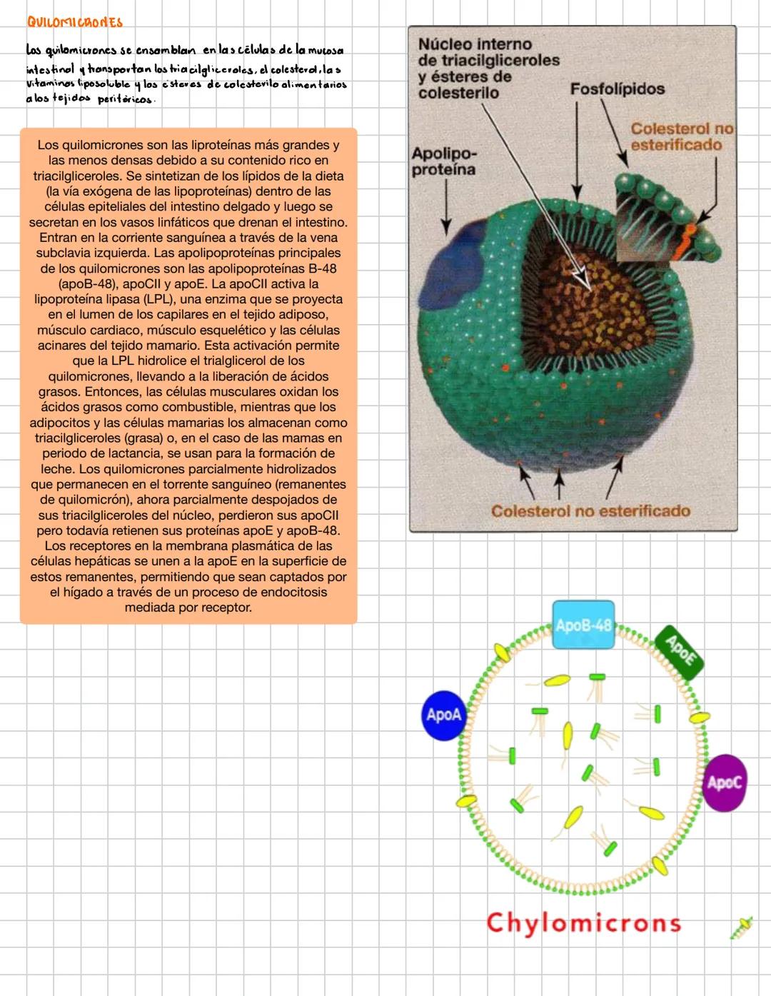 # lipoproteiyas
- INTRODUCCIÓN
Las lipoproteinas del plasma son complejas, en los cuales los lipidos y las proteinas están en una relació