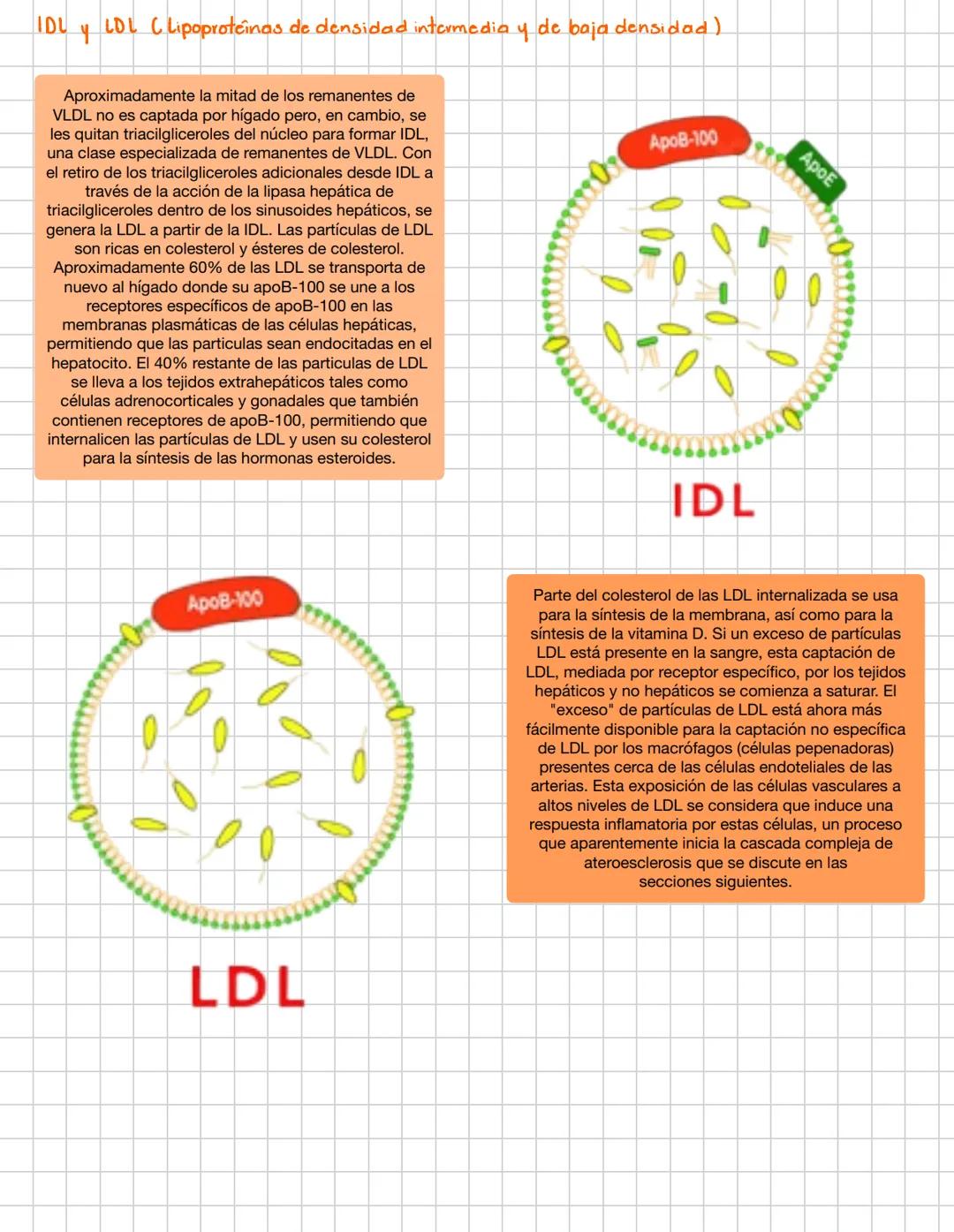 # lipoproteiyas
- INTRODUCCIÓN
Las lipoproteinas del plasma son complejas, en los cuales los lipidos y las proteinas están en una relació