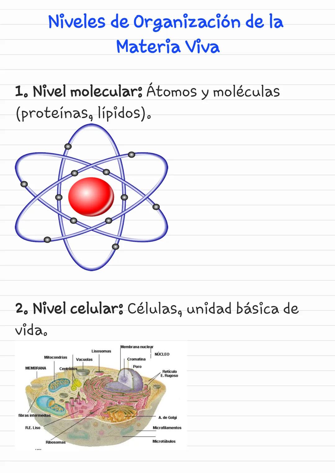 # Niveles de Organización de la
Materia Viva
1. Nivel molecular: Átomos y moléculas
(proteínas, lípidos).
2. Nivel celular: Células, unida