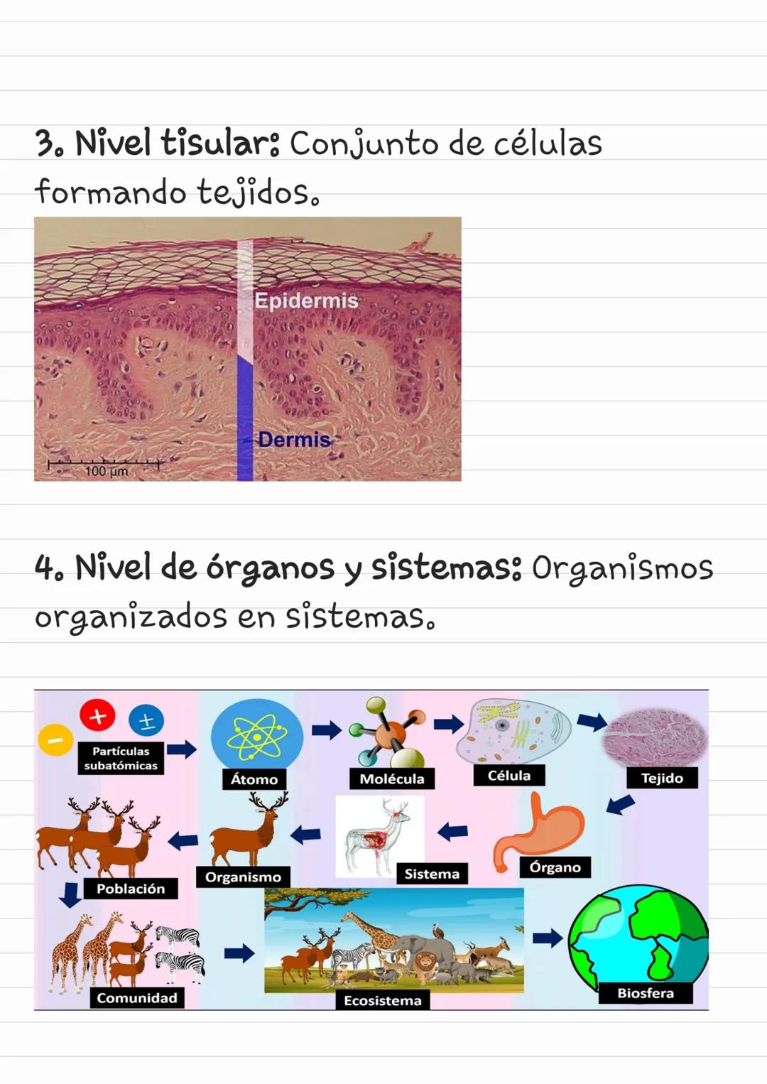 # Niveles de Organización de la
Materia Viva
1. Nivel molecular: Átomos y moléculas
(proteínas, lípidos).
2. Nivel celular: Células, unida