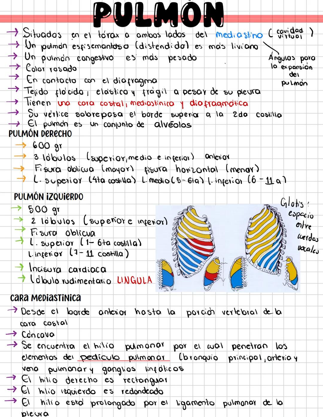 # PULMON
→ Situados en el tórax a ambos lados del mediastino (cavidad )
→ Un pulmon esfisemantoso (distendidal es más liviaπο
→ Un pulmón c