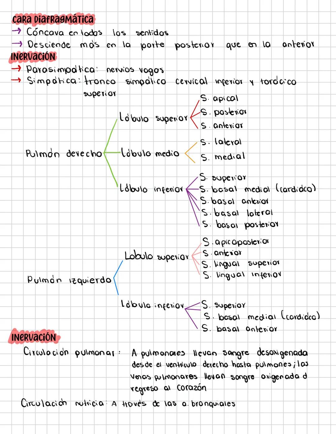 # PULMON
→ Situados en el tórax a ambos lados del mediastino (cavidad )
→ Un pulmon esfisemantoso (distendidal es más liviaπο
→ Un pulmón c