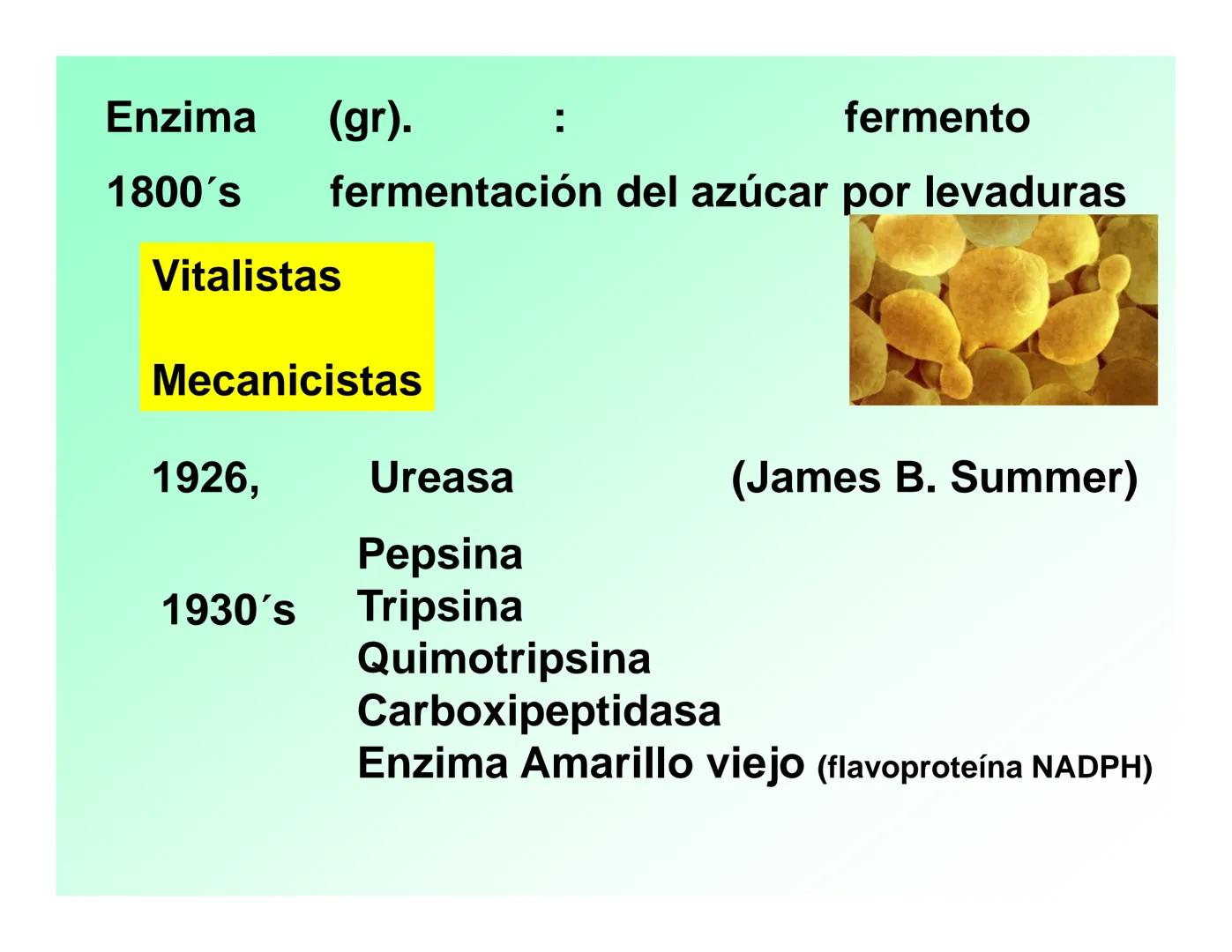 Enzimas .
Enzimas
Proteínas de forma globular
•Aceleran reacciones específicas químicas (10³-10 20)
•Catalizadores biológicos.
Pepsina •Espe