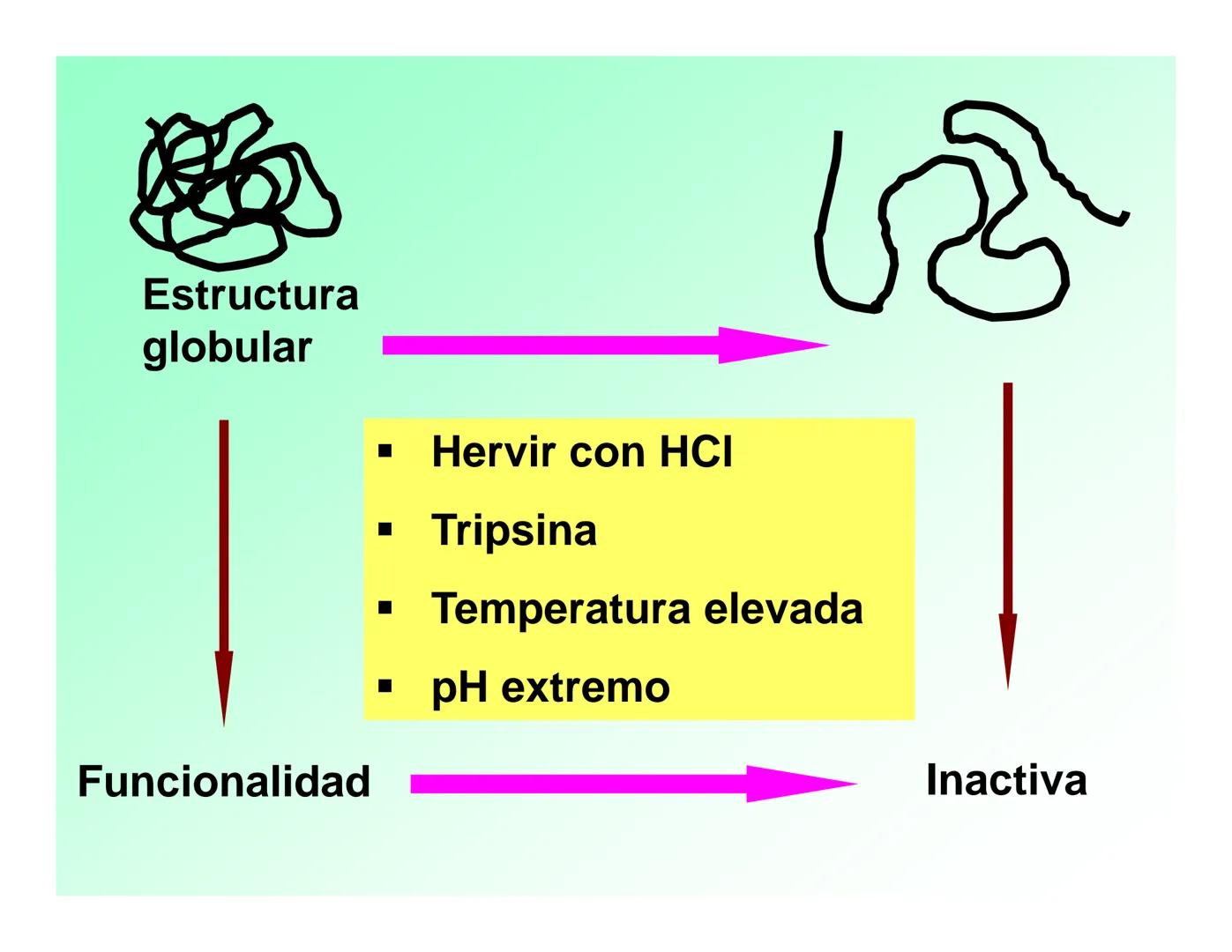 Enzimas .
Enzimas
Proteínas de forma globular
•Aceleran reacciones específicas químicas (10³-10 20)
•Catalizadores biológicos.
Pepsina •Espe