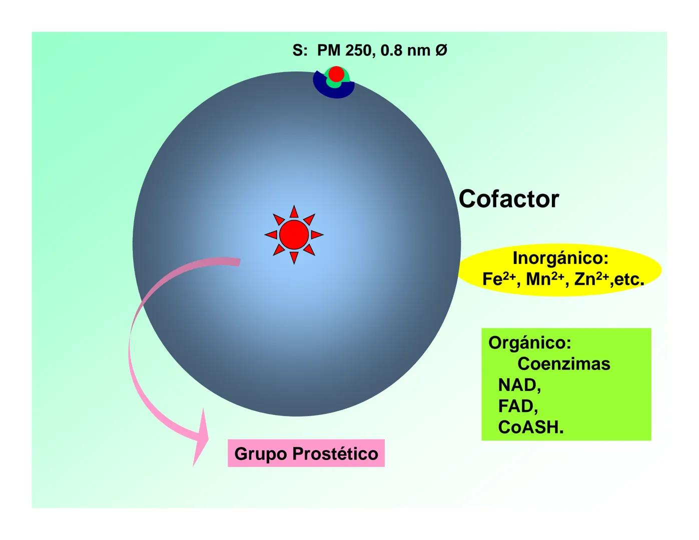 Enzimas .
Enzimas
Proteínas de forma globular
•Aceleran reacciones específicas químicas (10³-10 20)
•Catalizadores biológicos.
Pepsina •Espe