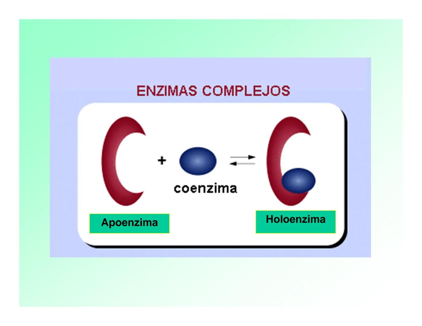 Enzimas .
Enzimas
Proteínas de forma globular
•Aceleran reacciones específicas químicas (10³-10 20)
•Catalizadores biológicos.
Pepsina •Espe