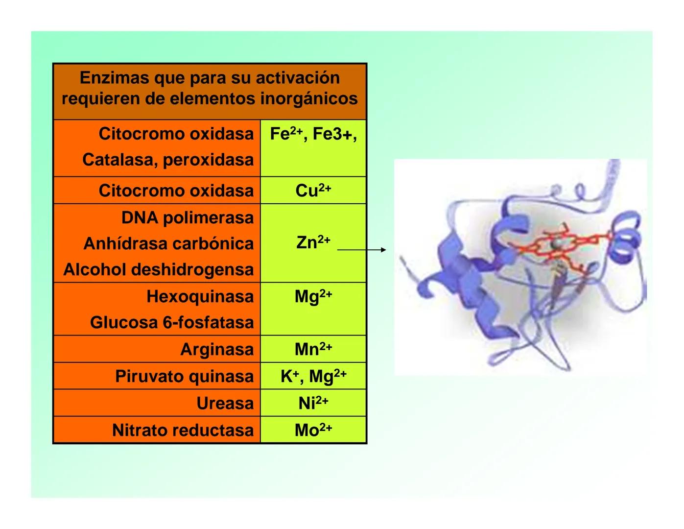 Enzimas .
Enzimas
Proteínas de forma globular
•Aceleran reacciones específicas químicas (10³-10 20)
•Catalizadores biológicos.
Pepsina •Espe