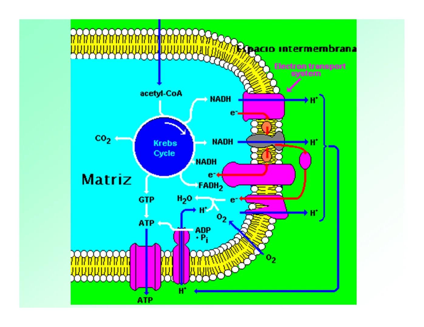 Enzimas .
Enzimas
Proteínas de forma globular
•Aceleran reacciones específicas químicas (10³-10 20)
•Catalizadores biológicos.
Pepsina •Espe