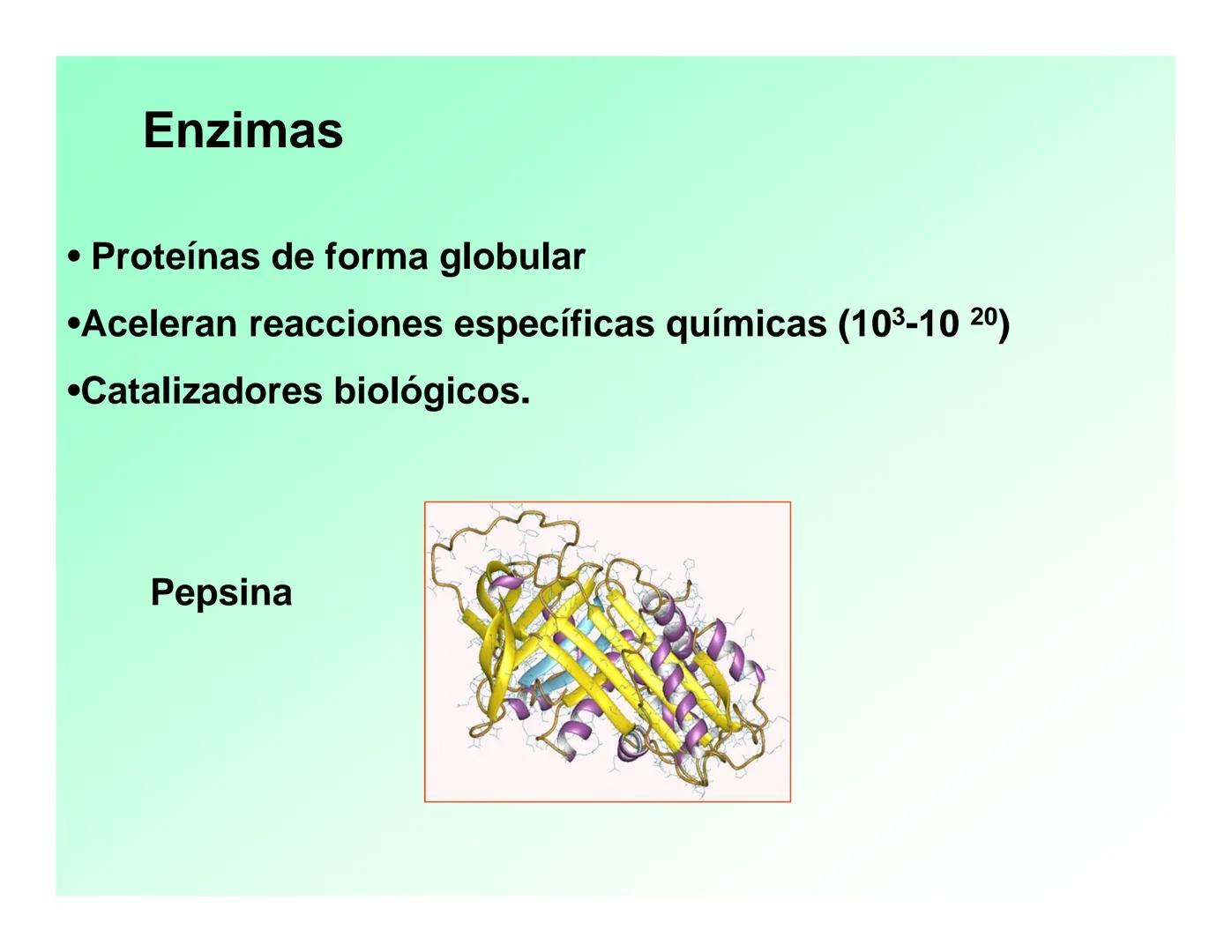 Enzimas .
Enzimas
Proteínas de forma globular
•Aceleran reacciones específicas químicas (10³-10 20)
•Catalizadores biológicos.
Pepsina •Espe
