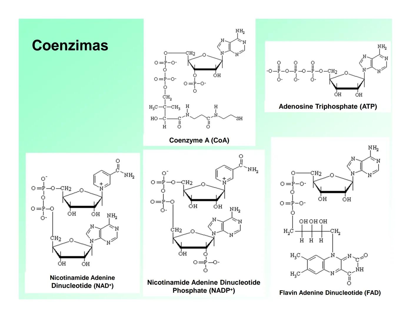 Enzimas .
Enzimas
Proteínas de forma globular
•Aceleran reacciones específicas químicas (10³-10 20)
•Catalizadores biológicos.
Pepsina •Espe