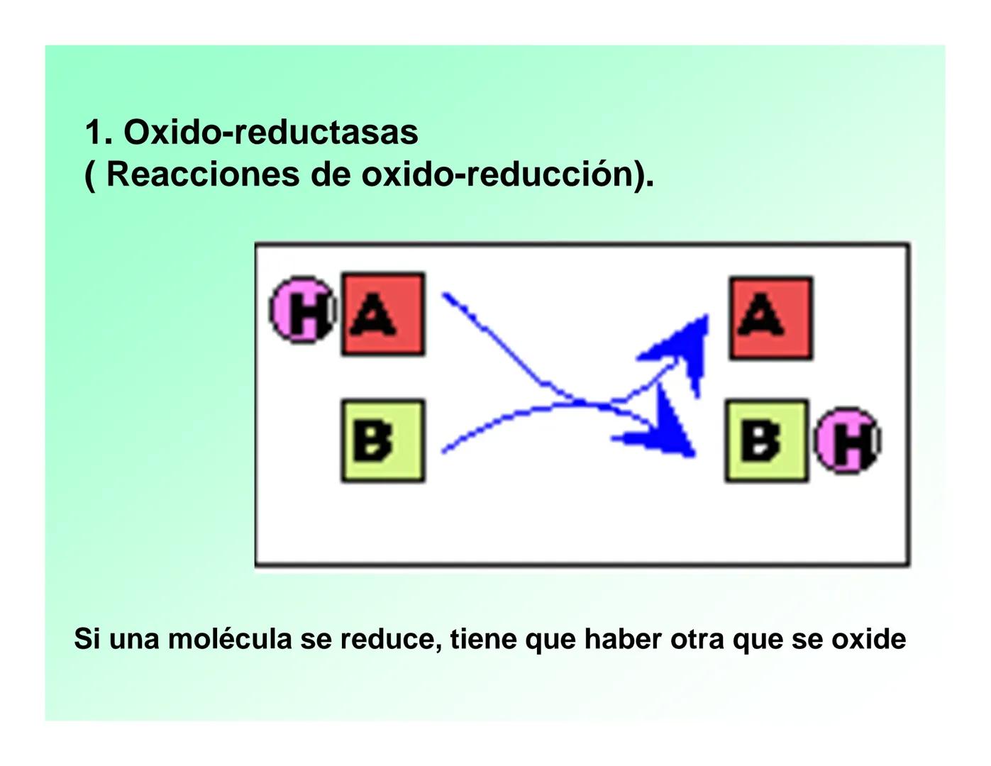 Enzimas .
Enzimas
Proteínas de forma globular
•Aceleran reacciones específicas químicas (10³-10 20)
•Catalizadores biológicos.
Pepsina •Espe
