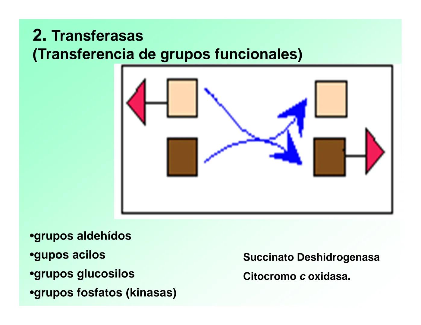 Enzimas .
Enzimas
Proteínas de forma globular
•Aceleran reacciones específicas químicas (10³-10 20)
•Catalizadores biológicos.
Pepsina •Espe