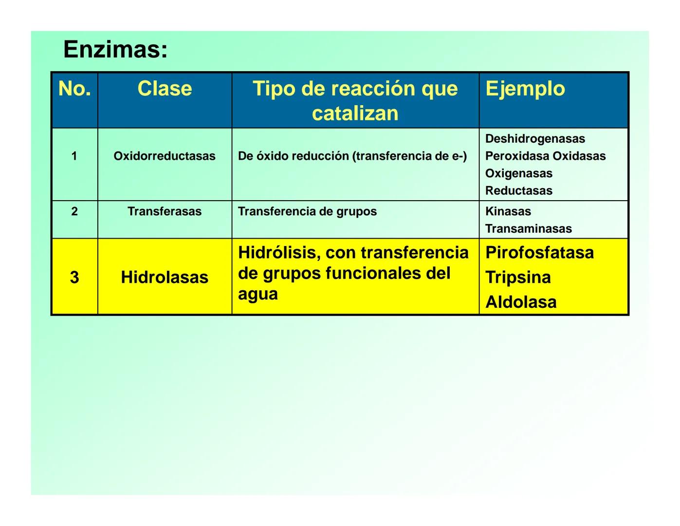 Enzimas .
Enzimas
Proteínas de forma globular
•Aceleran reacciones específicas químicas (10³-10 20)
•Catalizadores biológicos.
Pepsina •Espe