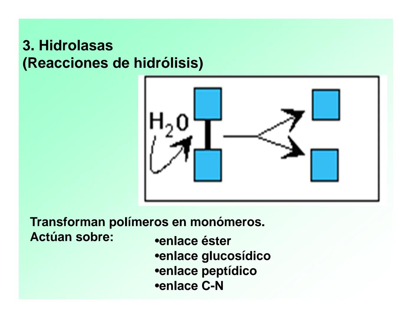Enzimas .
Enzimas
Proteínas de forma globular
•Aceleran reacciones específicas químicas (10³-10 20)
•Catalizadores biológicos.
Pepsina •Espe