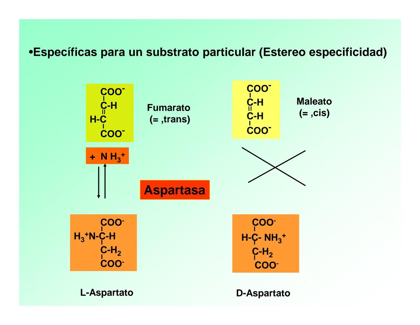 Enzimas .
Enzimas
Proteínas de forma globular
•Aceleran reacciones específicas químicas (10³-10 20)
•Catalizadores biológicos.
Pepsina •Espe
