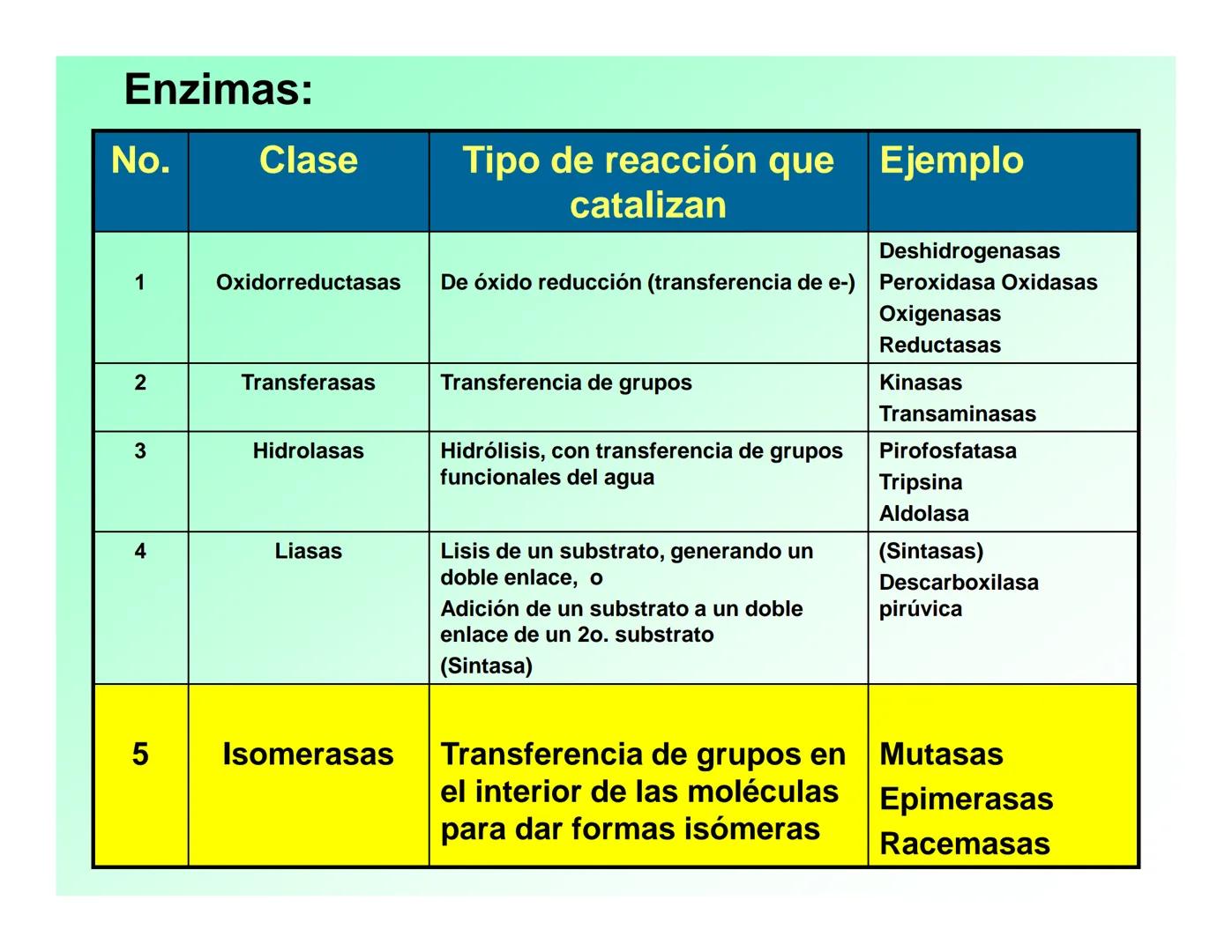 Enzimas .
Enzimas
Proteínas de forma globular
•Aceleran reacciones específicas químicas (10³-10 20)
•Catalizadores biológicos.
Pepsina •Espe