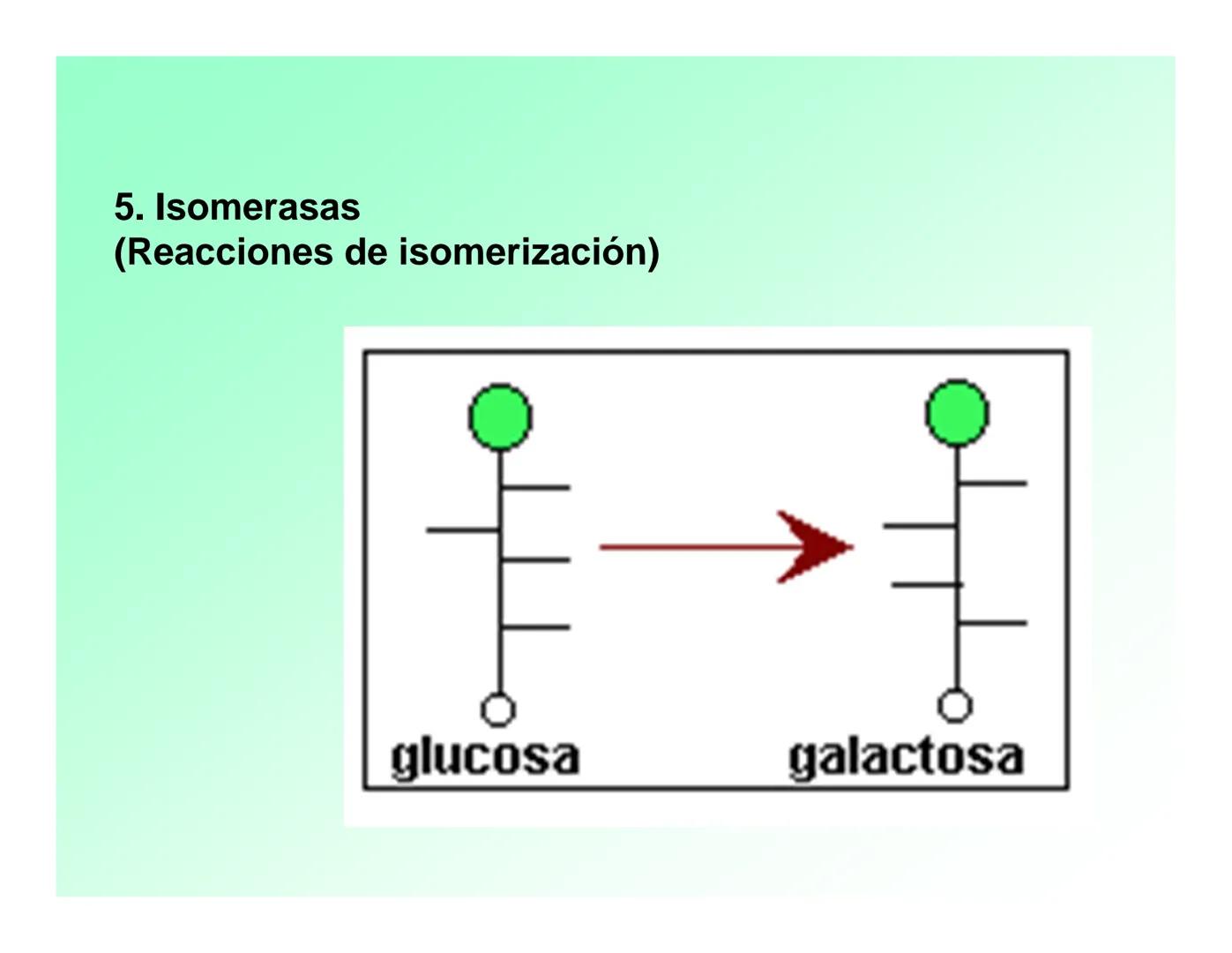 Enzimas .
Enzimas
Proteínas de forma globular
•Aceleran reacciones específicas químicas (10³-10 20)
•Catalizadores biológicos.
Pepsina •Espe