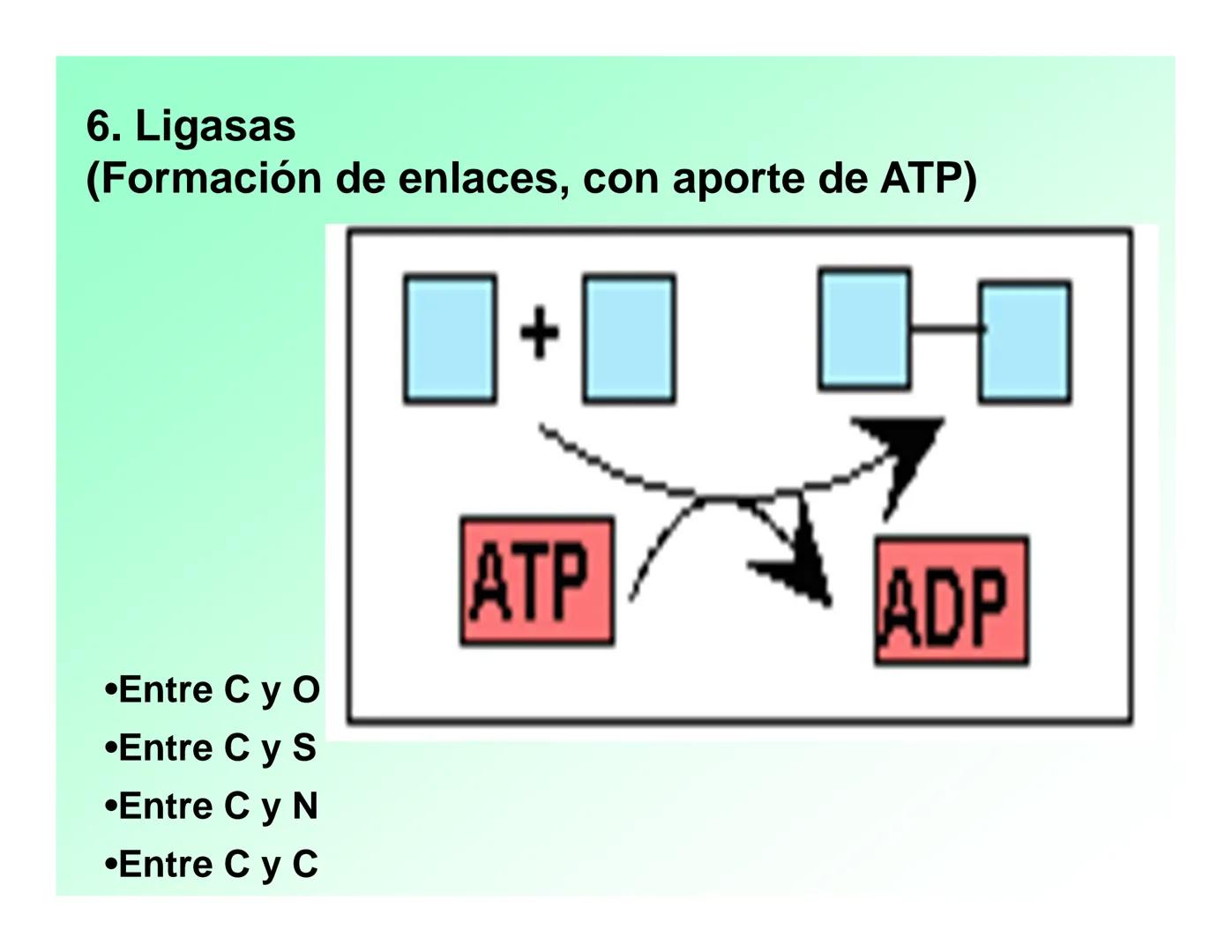 Enzimas .
Enzimas
Proteínas de forma globular
•Aceleran reacciones específicas químicas (10³-10 20)
•Catalizadores biológicos.
Pepsina •Espe