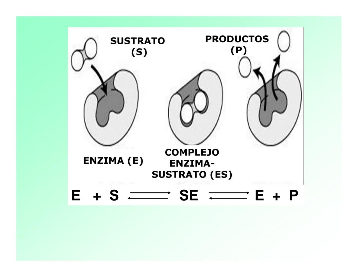 Enzimas .
Enzimas
Proteínas de forma globular
•Aceleran reacciones específicas químicas (10³-10 20)
•Catalizadores biológicos.
Pepsina •Espe