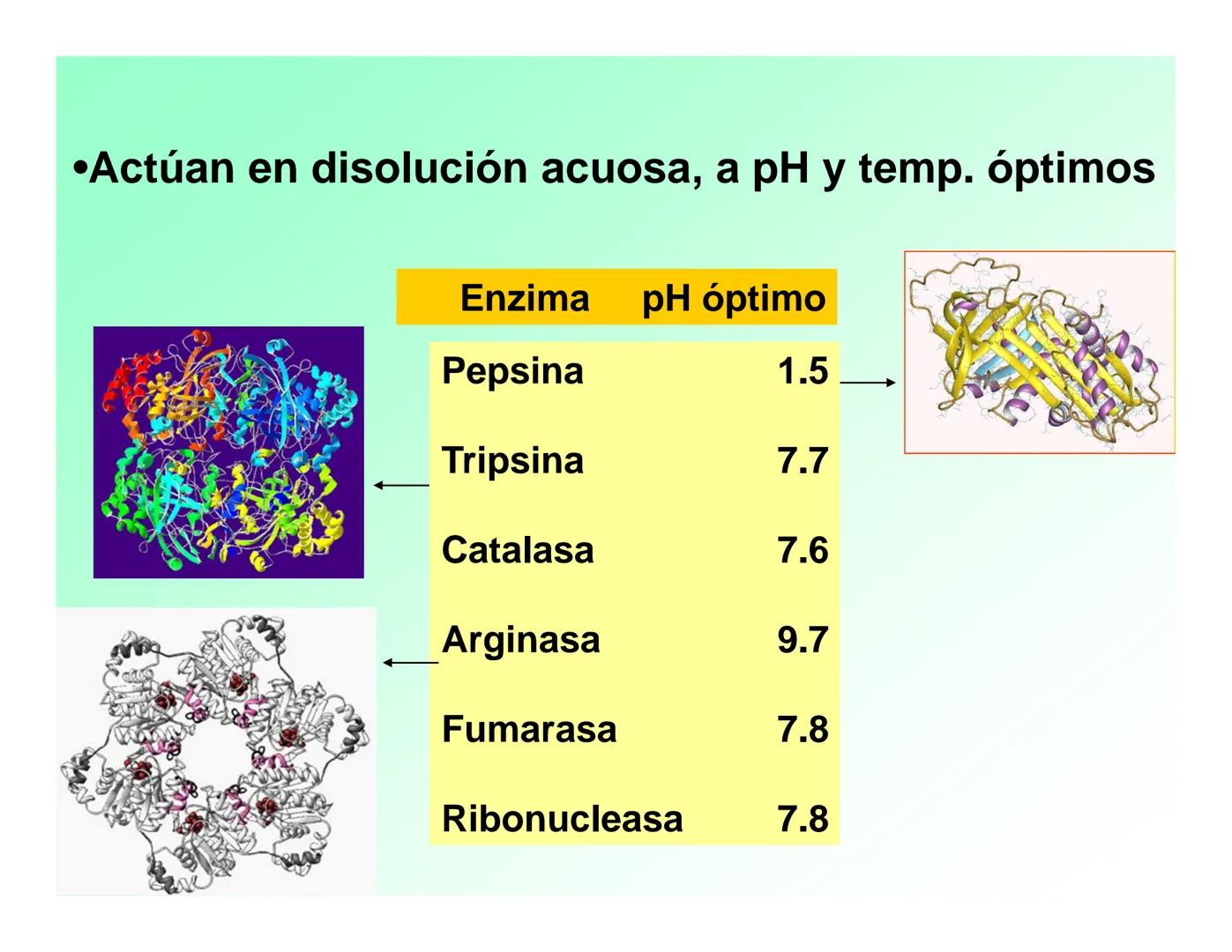 Enzimas .
Enzimas
Proteínas de forma globular
•Aceleran reacciones específicas químicas (10³-10 20)
•Catalizadores biológicos.
Pepsina •Espe