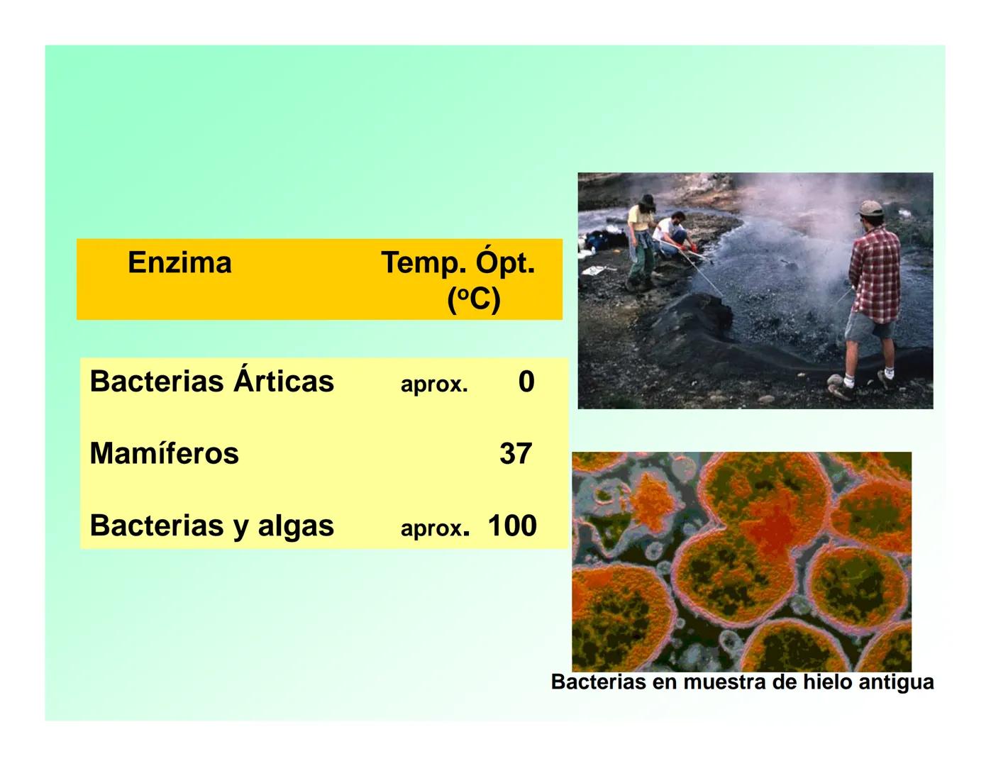 Enzimas .
Enzimas
Proteínas de forma globular
•Aceleran reacciones específicas químicas (10³-10 20)
•Catalizadores biológicos.
Pepsina •Espe