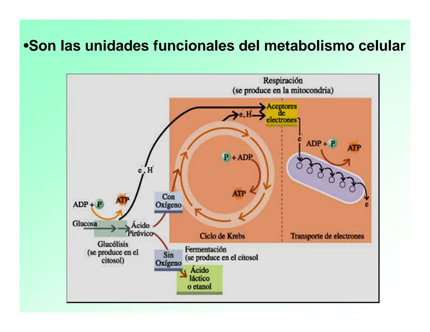 Enzimas .
Enzimas
Proteínas de forma globular
•Aceleran reacciones específicas químicas (10³-10 20)
•Catalizadores biológicos.
Pepsina •Espe