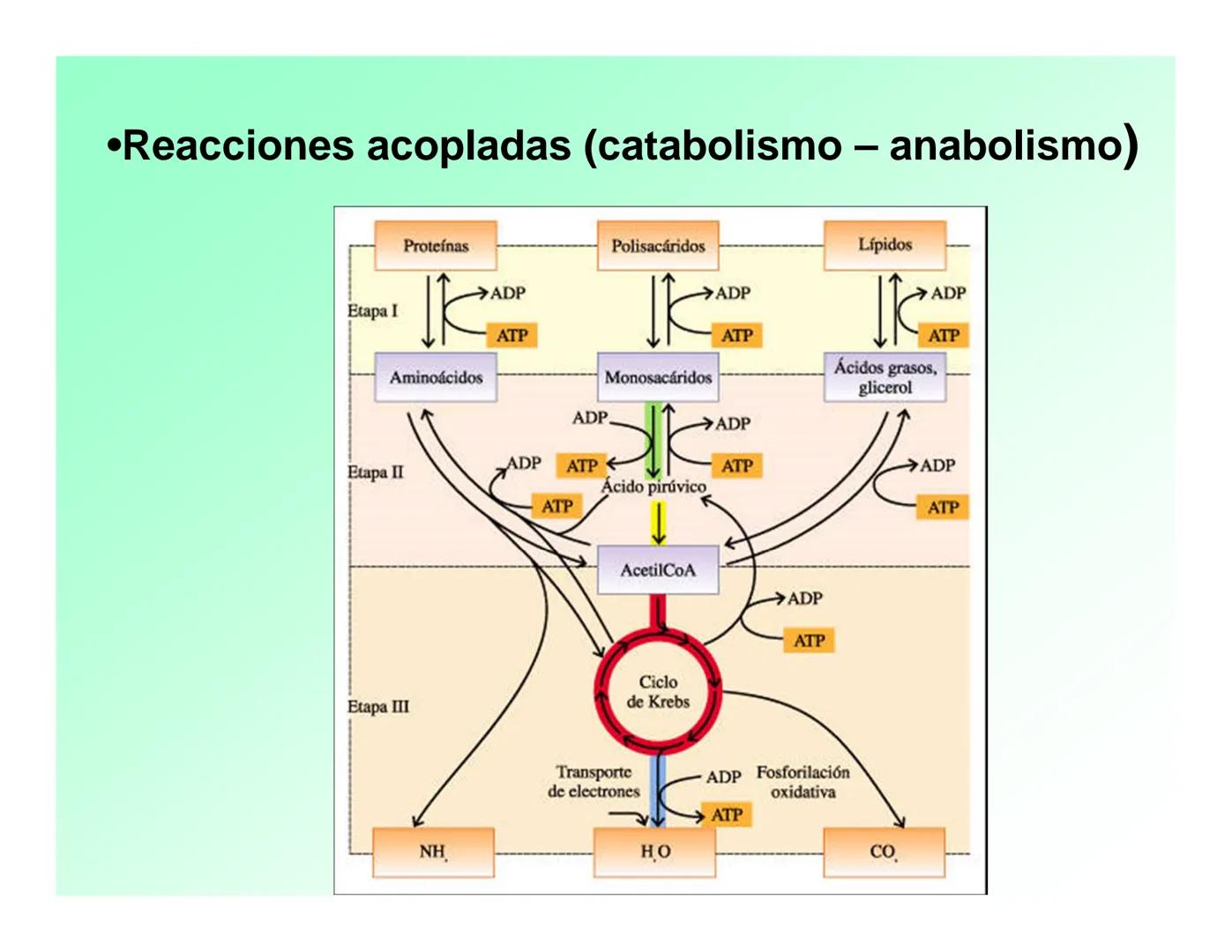 Enzimas .
Enzimas
Proteínas de forma globular
•Aceleran reacciones específicas químicas (10³-10 20)
•Catalizadores biológicos.
Pepsina •Espe