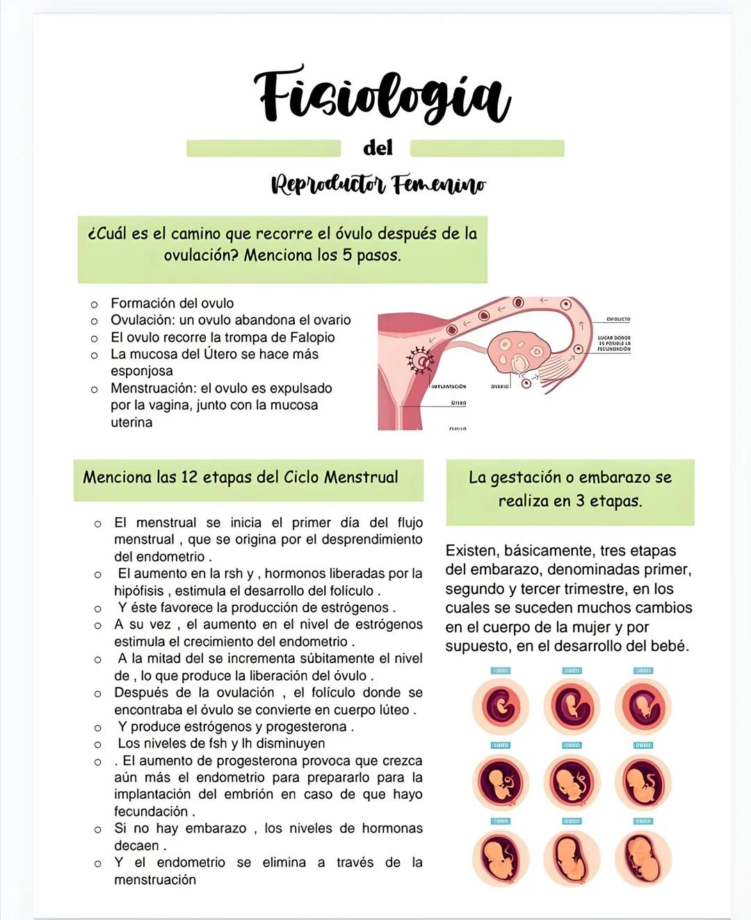 # Fisiologia
del
Reproductor Femenino
¿Cuál es el camino que recorre el óvulo después de la
ovulación? Menciona los 5 pasos.
O Formación