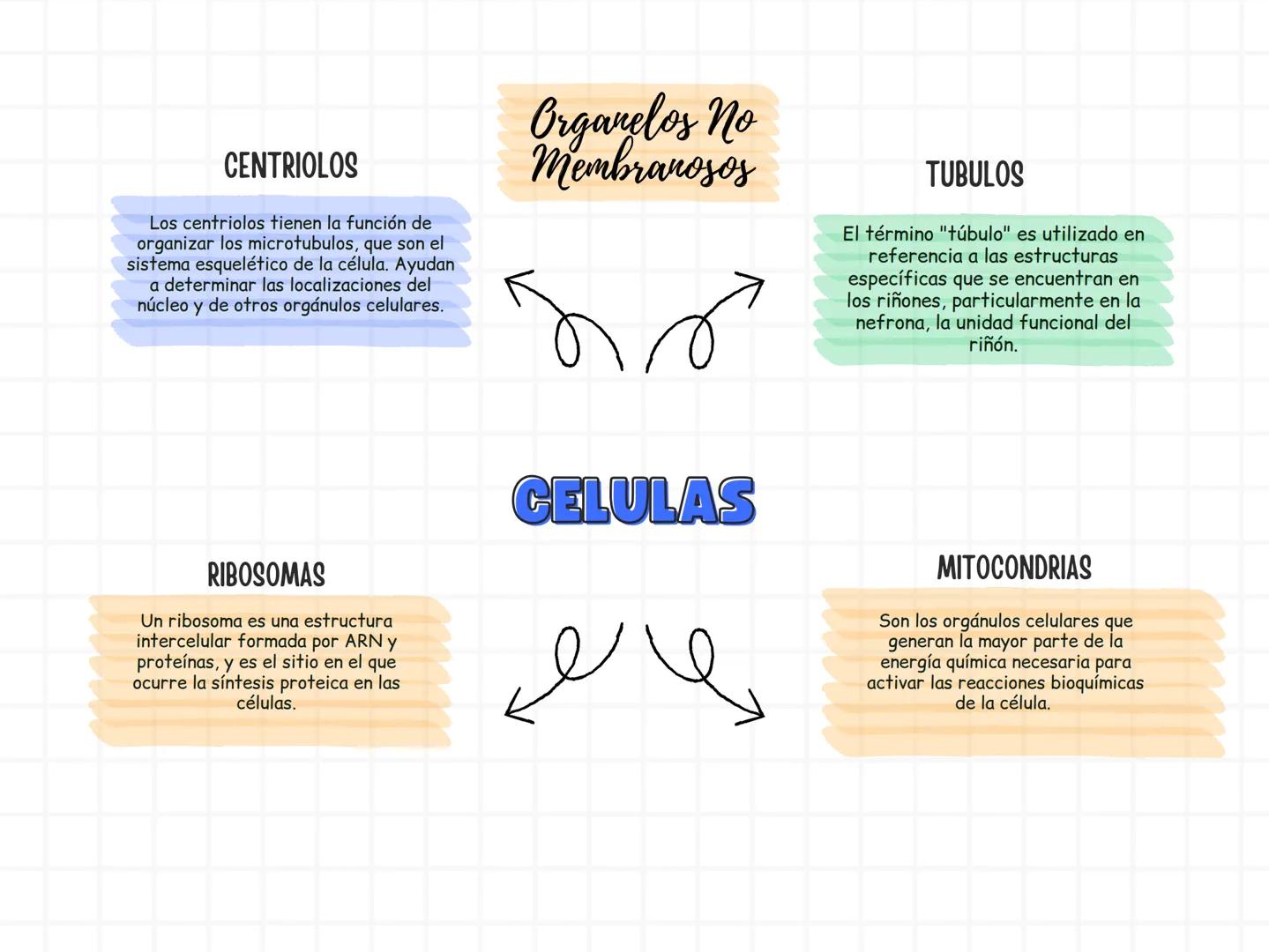CENTRIOLOS
Los centriolos tienen la función de
organizar los microtubulos, que son el
sistema esquelético de la célula. Ayudan
a determinar