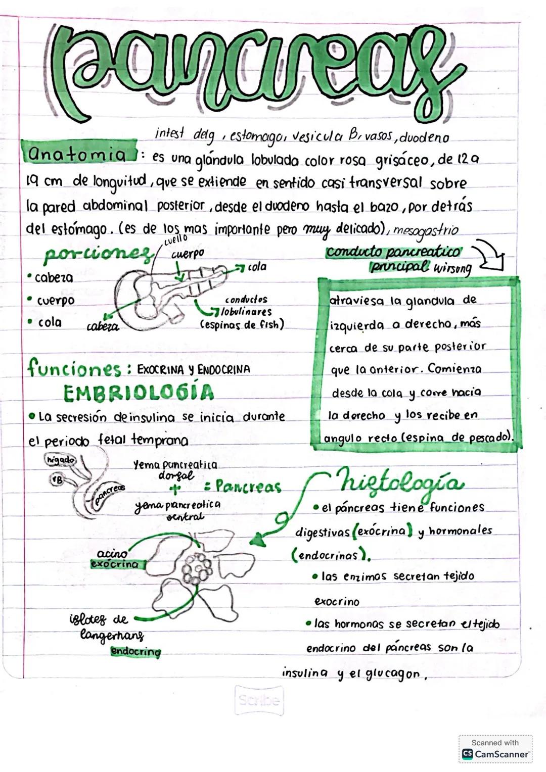 # pancreas
intest delg, estomago, vesicula B, vasos, duodeno
anatomia: es una glándula lobulada color rosa grisáceo, de 12 a
19 cm de long