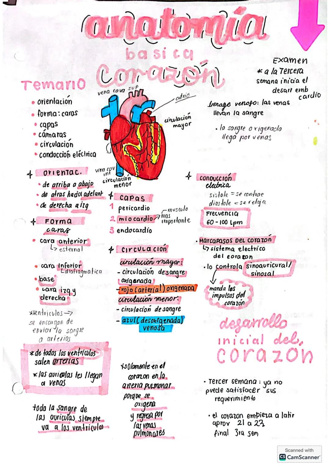 # anatomia
Temario
basica
Corazon
vena cova SUP
• orientación
• forma: caras
• capas
• cámaras
• circulacion
• conducción eléctric