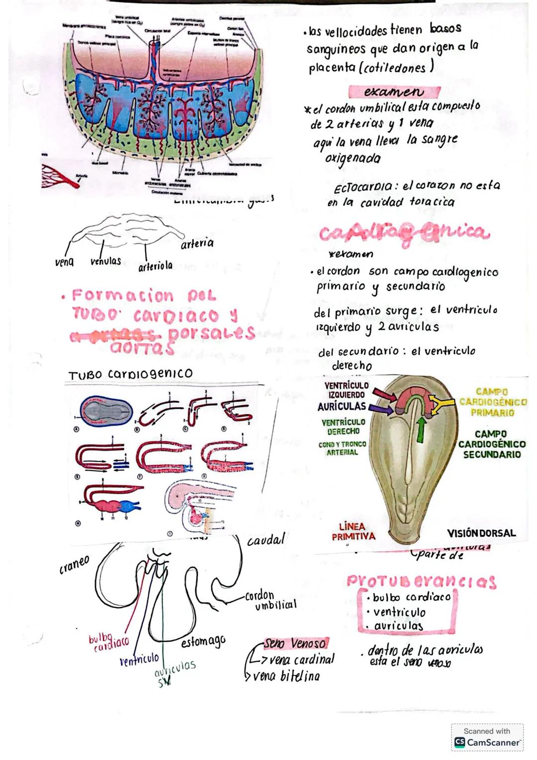 # anatomia
Temario
basica
Corazon
vena cova SUP
• orientación
• forma: caras
• capas
• cámaras
• circulacion
• conducción eléctric