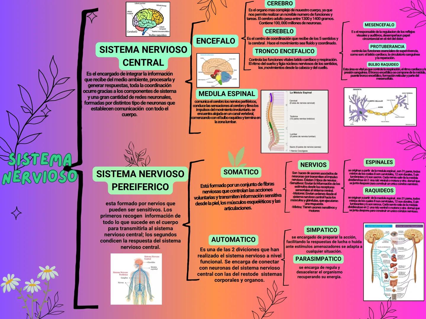 Cerebelo
Bulbo raquideo
SISTEMA NERVIOSO
CENTRAL
Es el encargado de integrar la información
que recibe del medio ambiente, procesarla y
ge