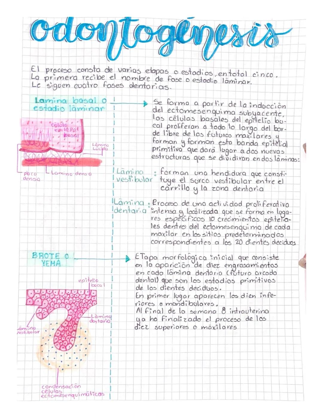 odontogenesis
El proceso consta de varias etapas o estadios, entotol cinco.
La primera recibe el nombre de fase o estadio laminar.
Le sigue