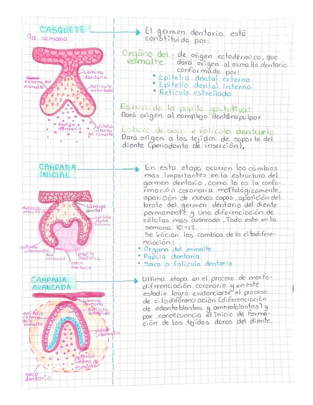 odontogenesis
El proceso consta de varias etapas o estadios, entotol cinco.
La primera recibe el nombre de fase o estadio laminar.
Le sigue
