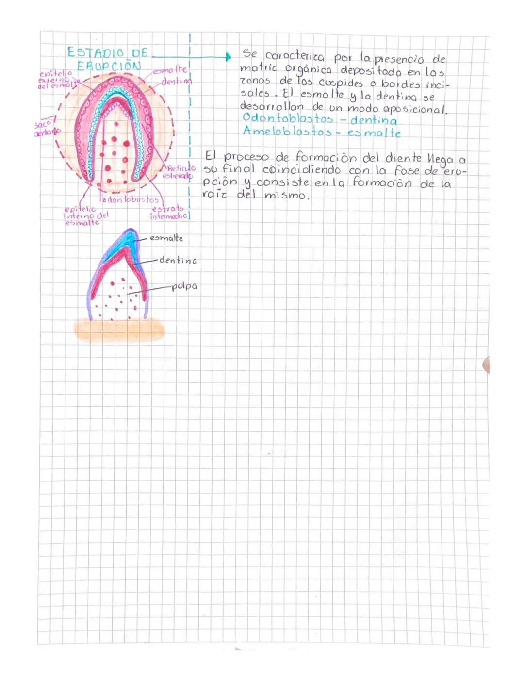 odontogenesis
El proceso consta de varias etapas o estadios, entotol cinco.
La primera recibe el nombre de fase o estadio laminar.
Le sigue