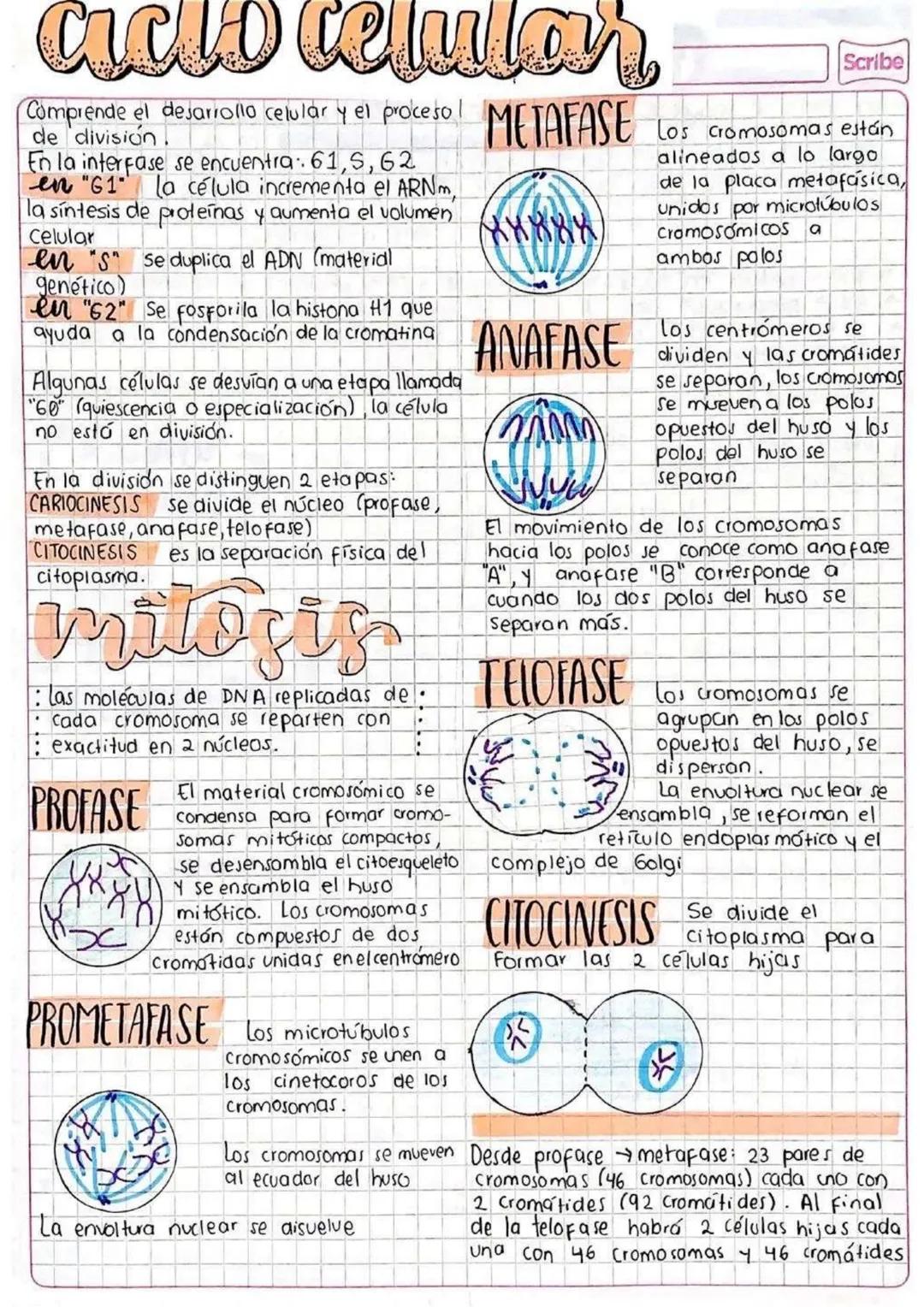 # ciclo celular
Comprende el desarrollo celular y el proceso
de división.
En la interfase se encuentra 61,5,62
en "61" la célula incrementa