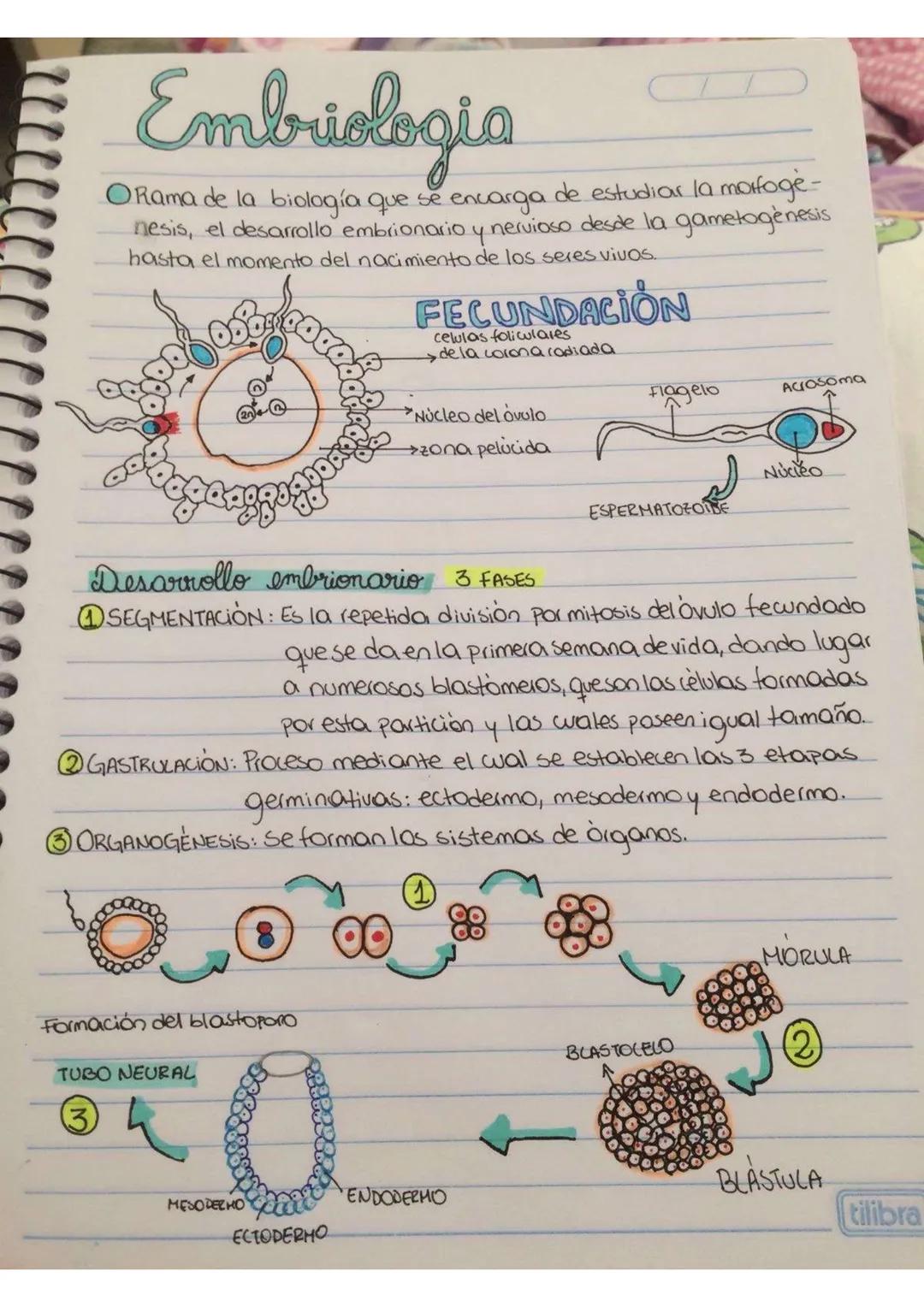 # Embriologia
Orama de la biología que se encarga de estudiar la morfogė-
nesis, el desarrollo embrionario y nervioso desde la gametogenesi