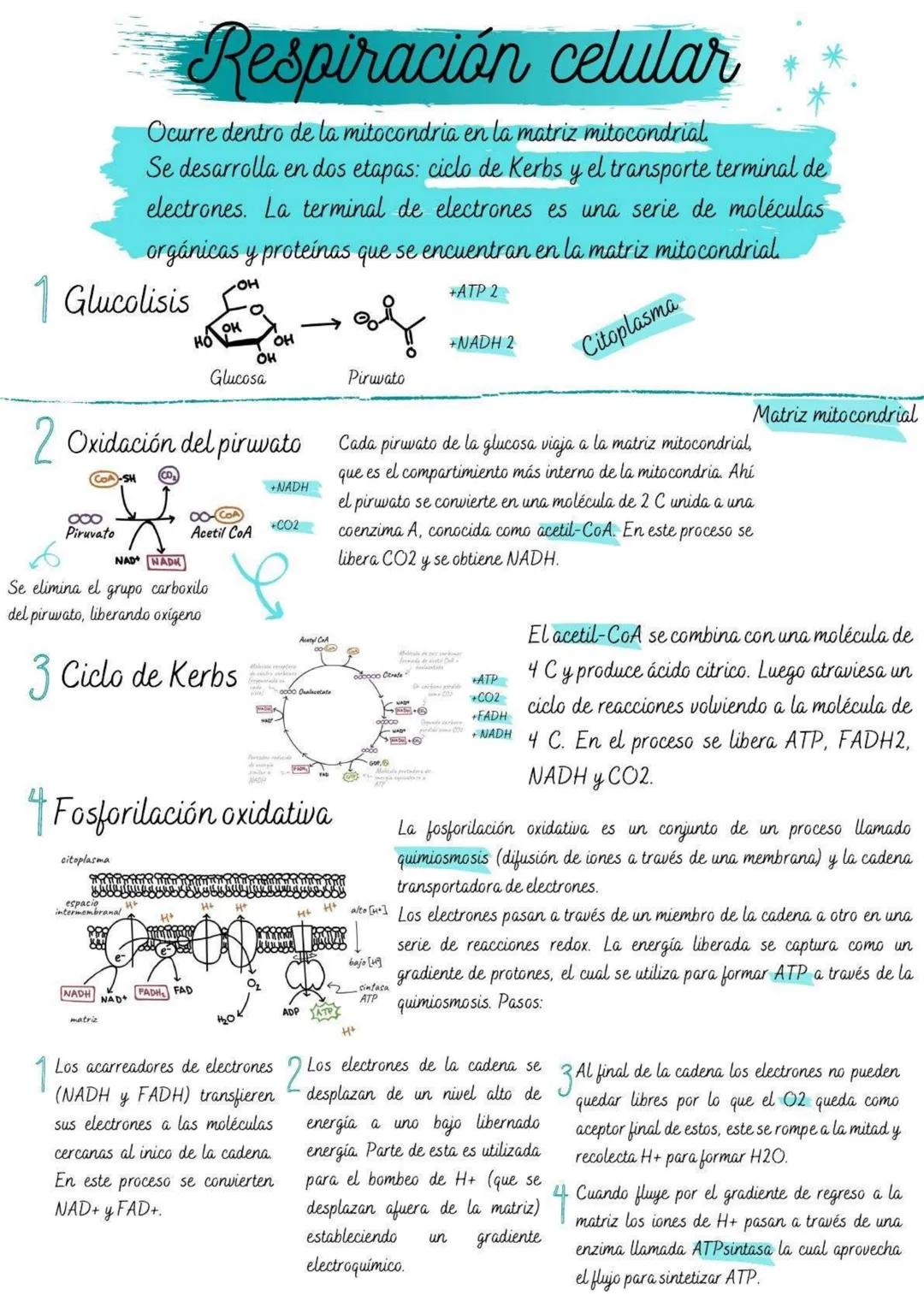 # Respiración celular
Ocurre dentro de la mitocondria en la matriz mitocondrial.
Se desarrolla en dos etapas: ciclo de Kerbs y el transport
