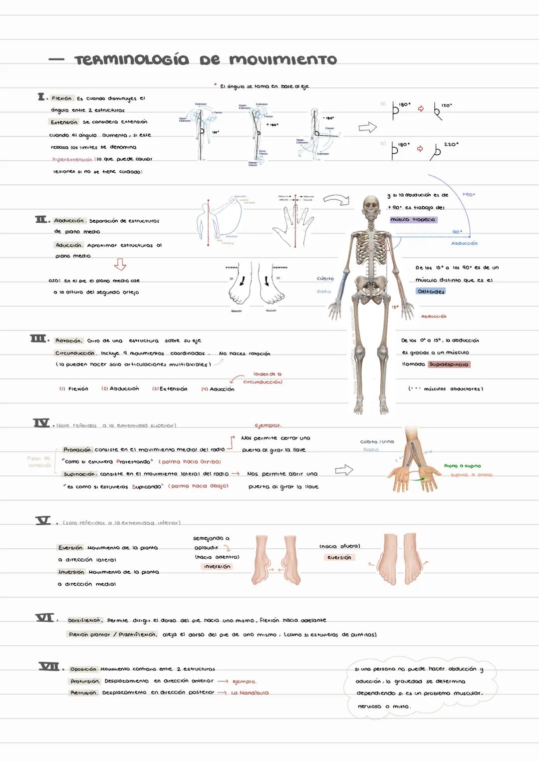 -
TERMINOLOGía De movimiento
I. Flexión. Es cuando disminuyes el
angulo entre 2 estructuras.
Extension se considera extension
cuando el angu