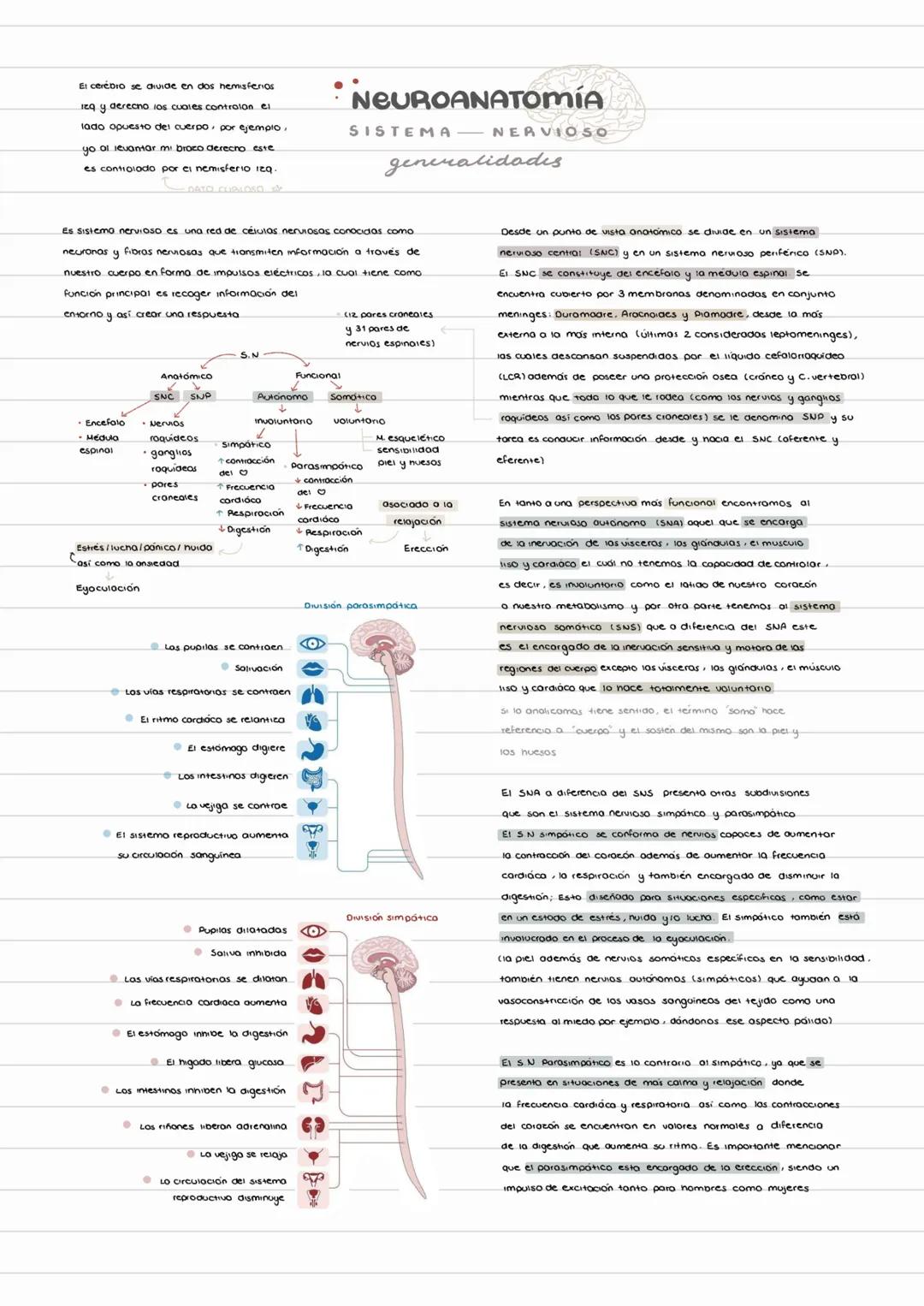 Generalidades en Neuroanatomía