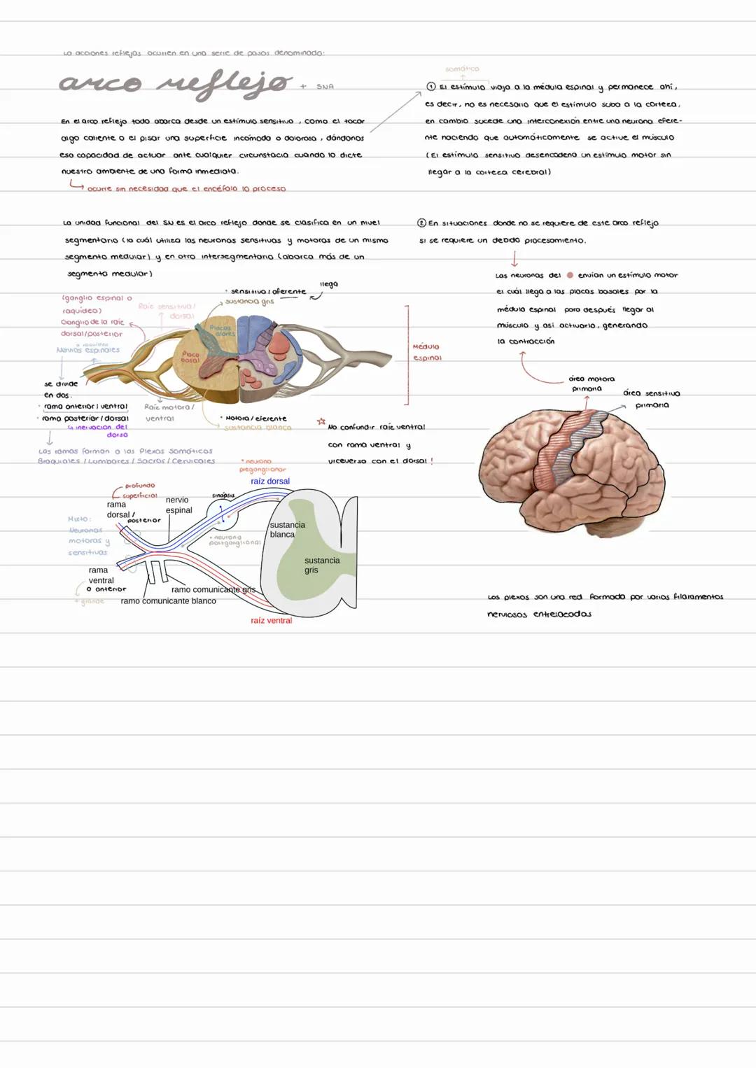 - acciones sehiejas oculien en una serie de posas denominado:
# arco reflejo
- SU
En el arco reflejo todo oborca desde un estímulo sensit