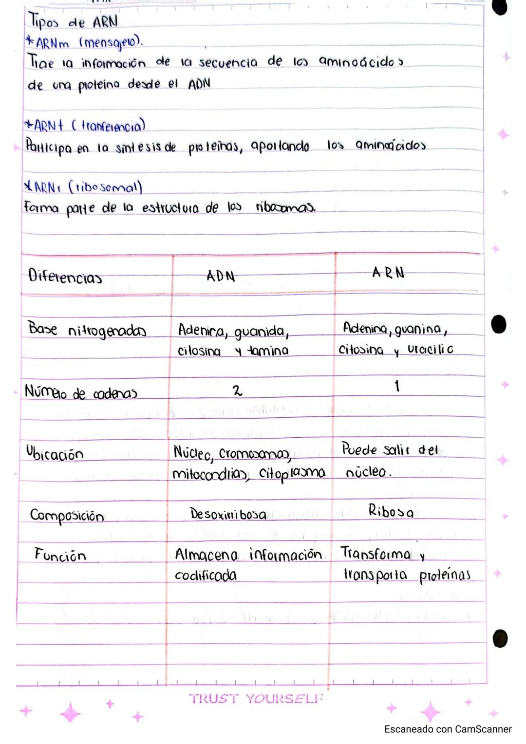 # Estructura de ada
y arn
ARN
¿Que es ADN, ARN?
Tipos de ARN
Semejanzas y Diferencias.
¿Qué es el ADN? el ácido desoxitribonucleico es e