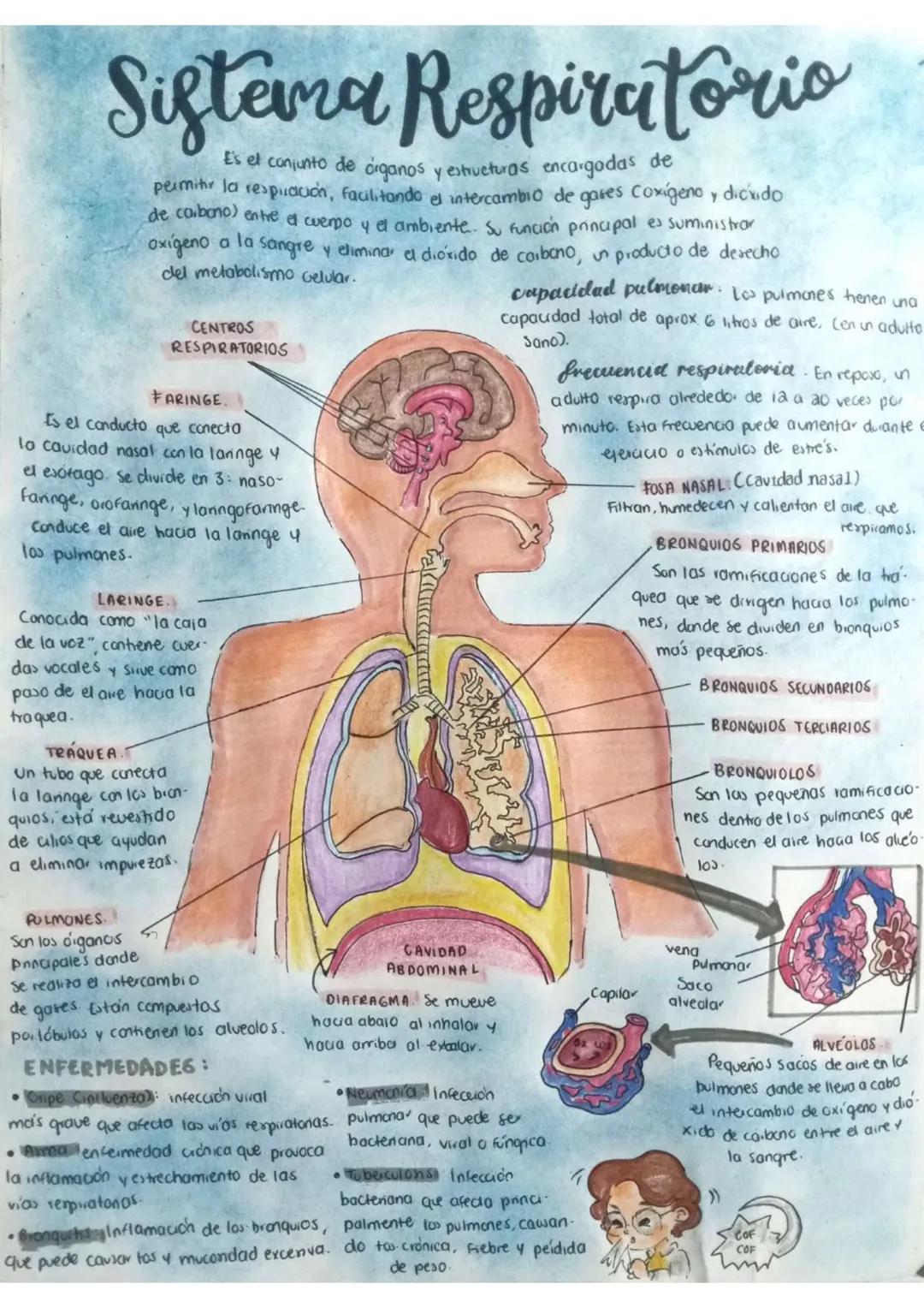 # Sistema Respiratorio
E's el conjunto de órganos y estructuras encargadas de
permitir la respiración, facilitando el intercambio de gases